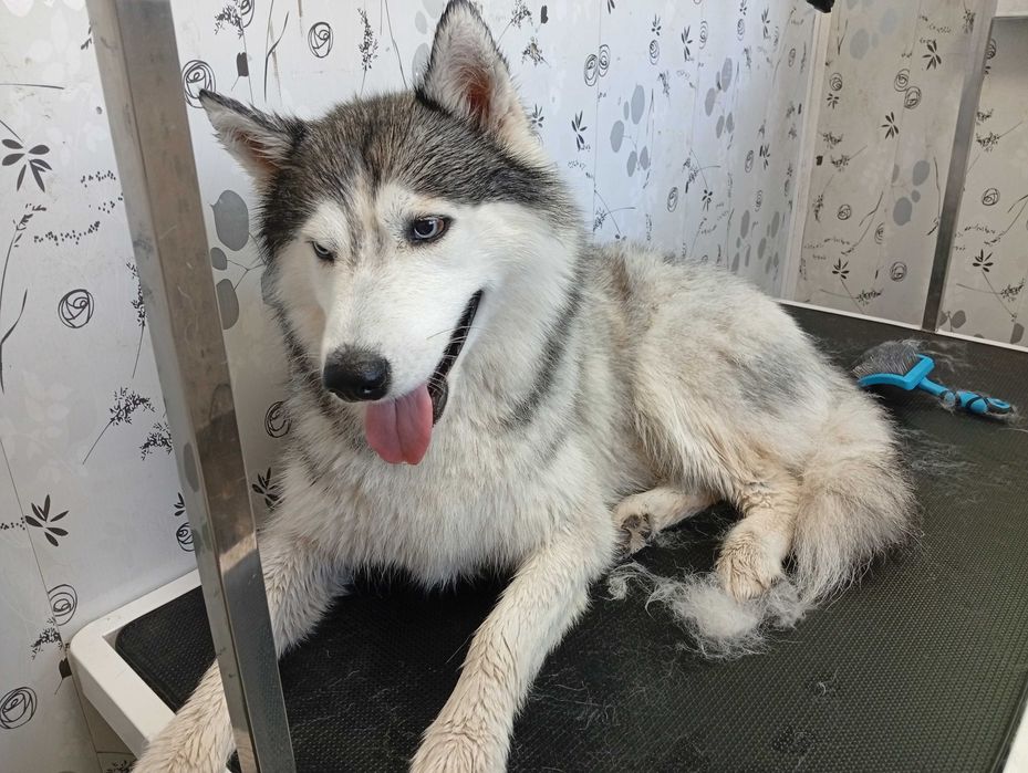 Fryzjer dla psa Groomer