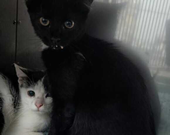 Kotka INWAZJA szuka domku!