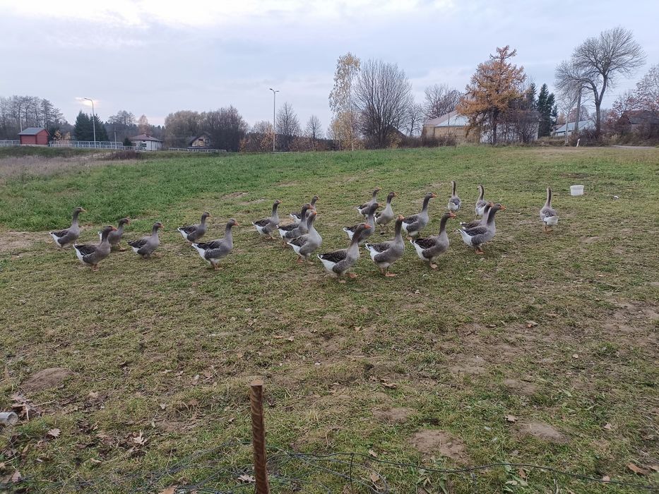 Gęsi landens młode