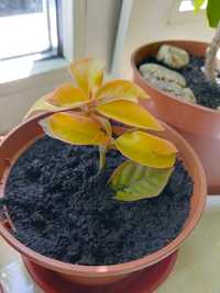 Кактус  лиственный переския