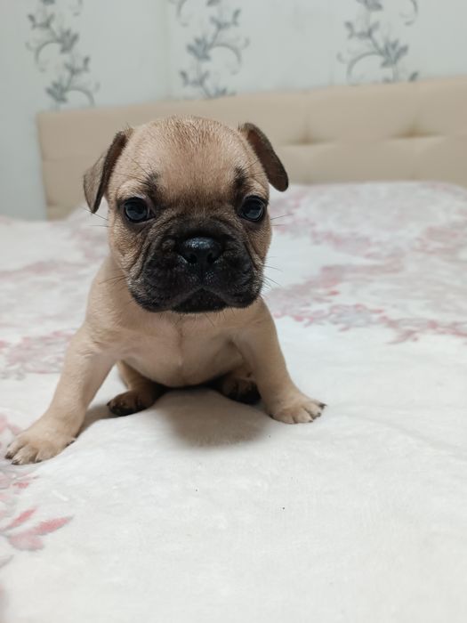 ТЕРМІНОВО! Маленькі бульдожки шукають люблячу сім'ю...