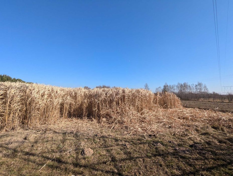 Największe Sadzonki Miskanta Olbrzymi Rhizomy Rizomy