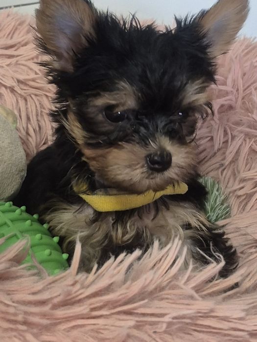 Yorkschire Terrier