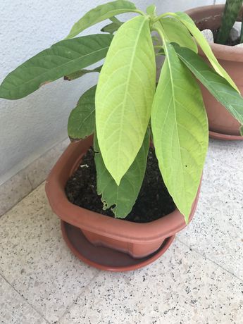 Arvore pera abacate