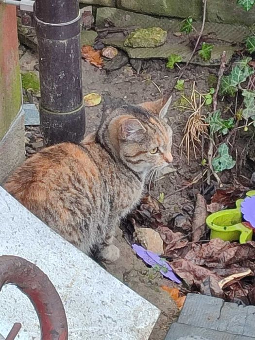 Kotka szylkretka do oddania, adopcji