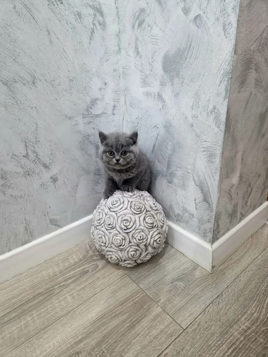 Kot Brytyjski   krótkowłosy