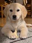 Golden Retriever-zapowiedź  miotu domową hodowla