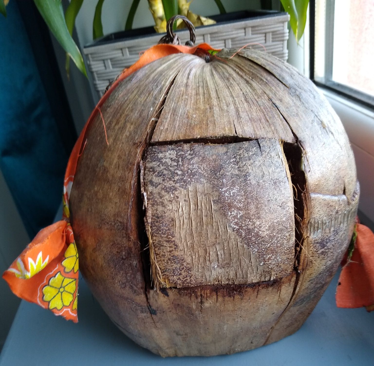 Głowa pirata z kokosa