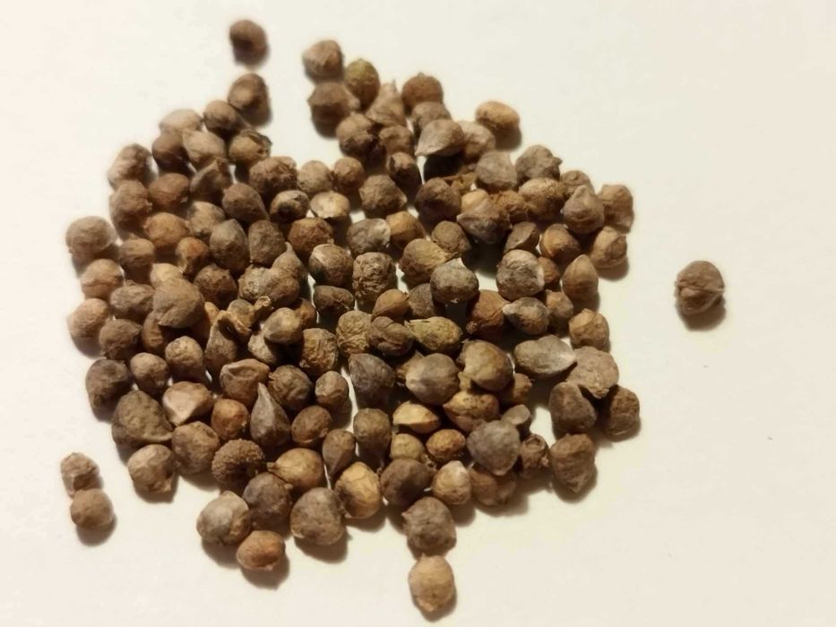 Nasiona SZPINAKU na sprzedaż - odmiana całoroczna - Nasiona szpinak.