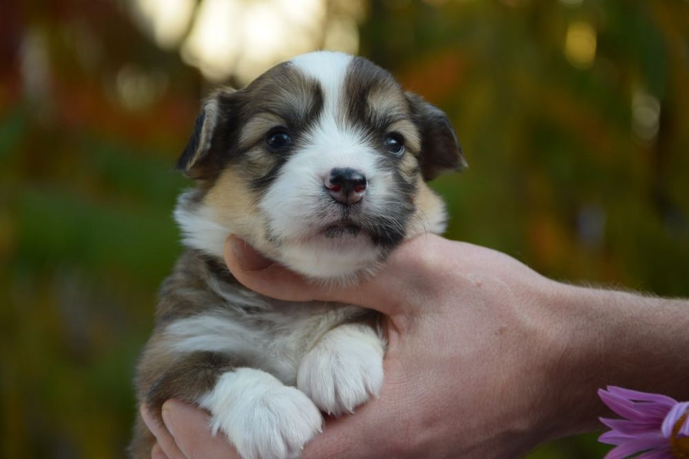 Вельш Коргі Пемброк