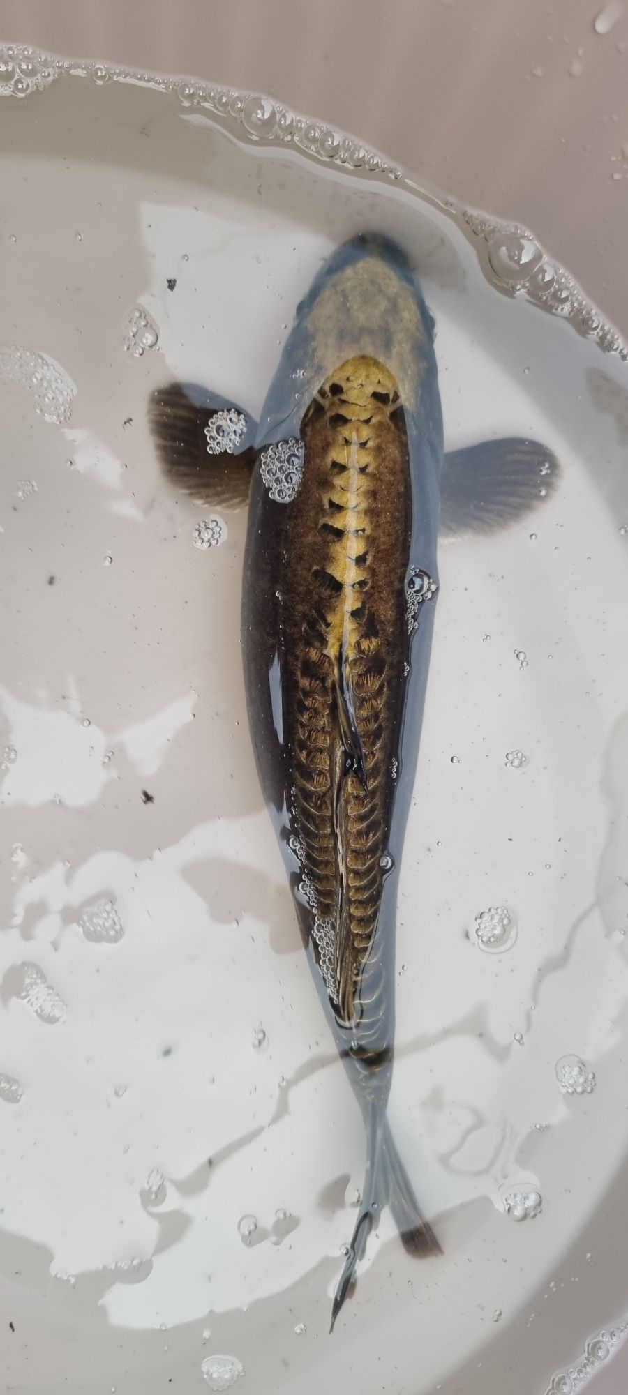 Carpa Koi - 33 cm