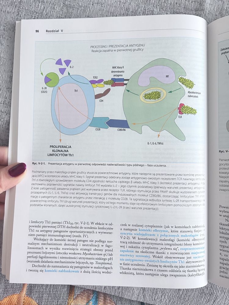Immunologia - Bryniarski