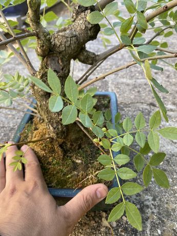 Vendo bonsai fraxinus