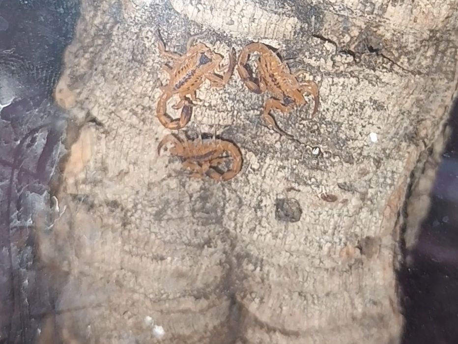 Skorpiony Tityus Stigmurus