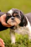 Abi 8 letnia suczka rasy shih tzu do adopcji z fundacji