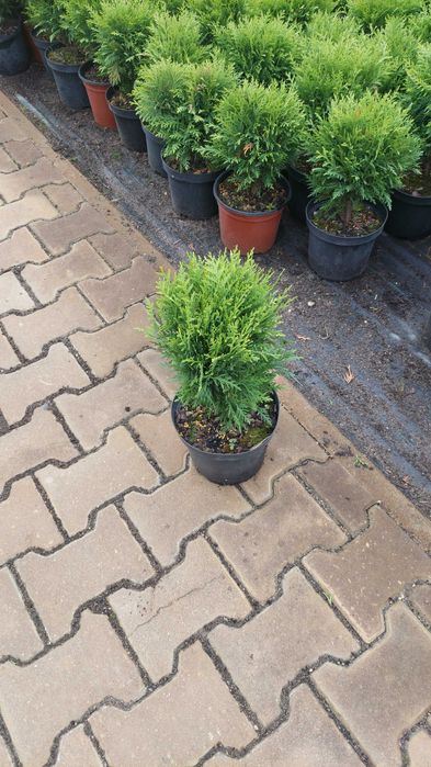 Tuja danica doniczka 2l