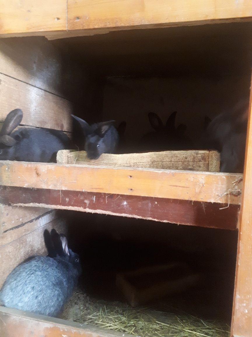 Продам кролів полтавське срібло