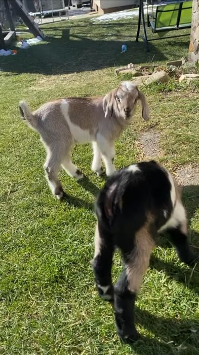 Два братика нубо-альпійчики (69% + 31%)