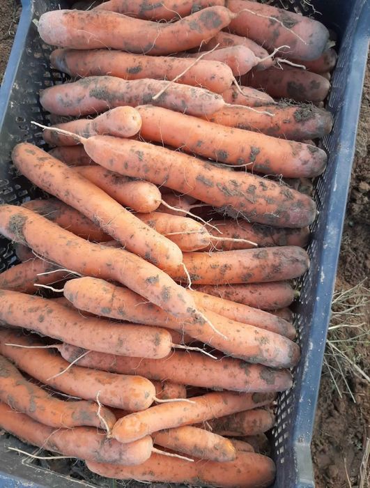 Marchewka odpadowa od rolnika