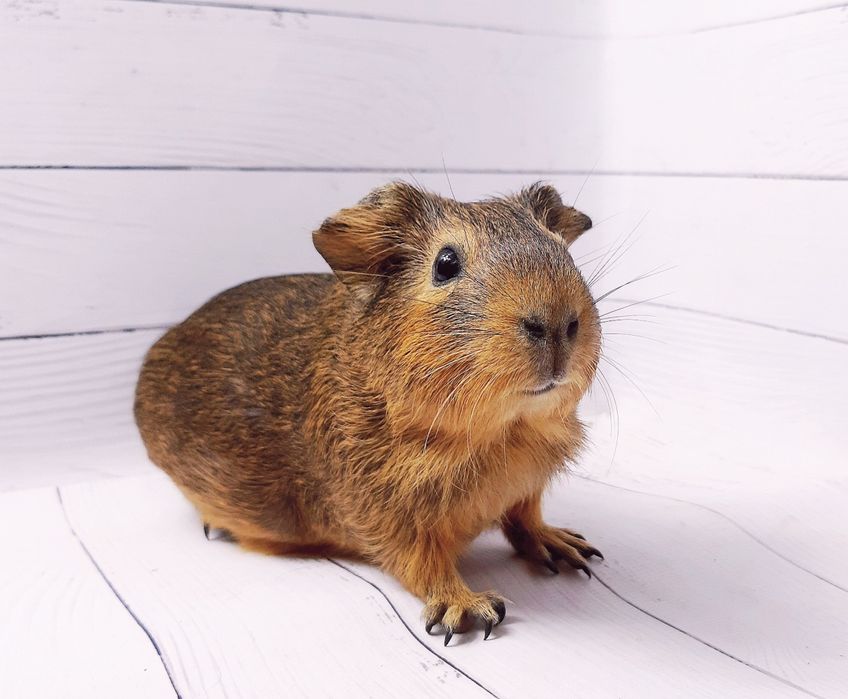 Морская свинка,морские свинки,клетки,корма,аксессуары