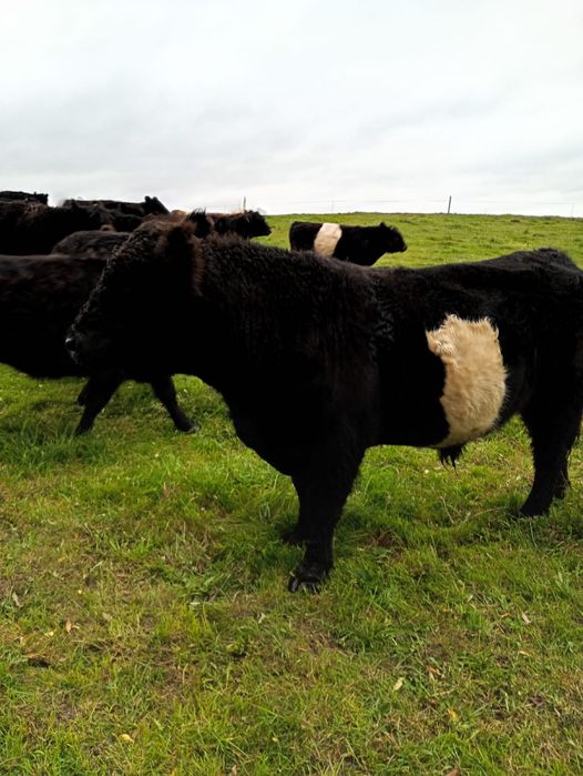 Byk opas bydło mięsne galloway