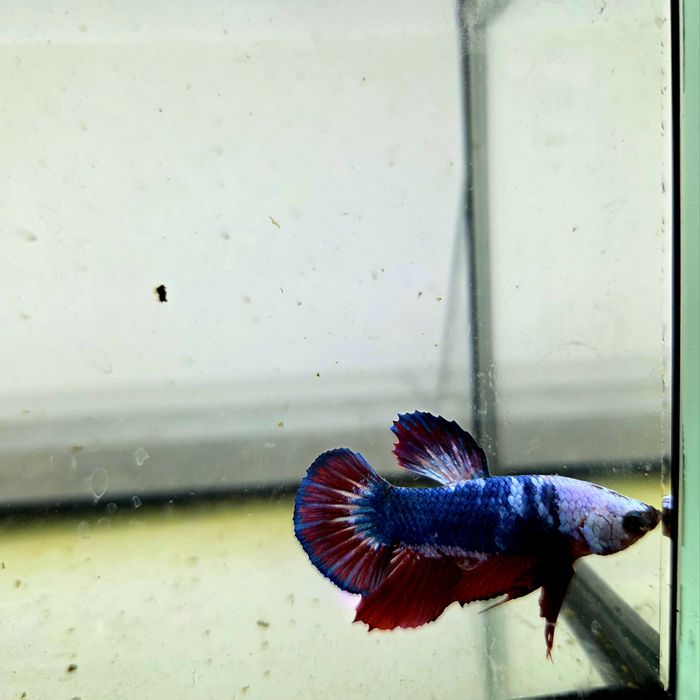 Bojownik HMPK dragon