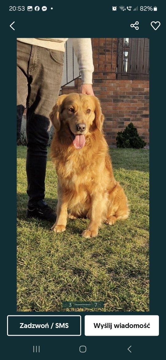 Golden retriever
