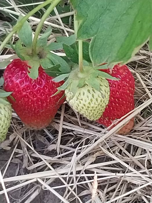Саженцы клубники/ ремонтантная