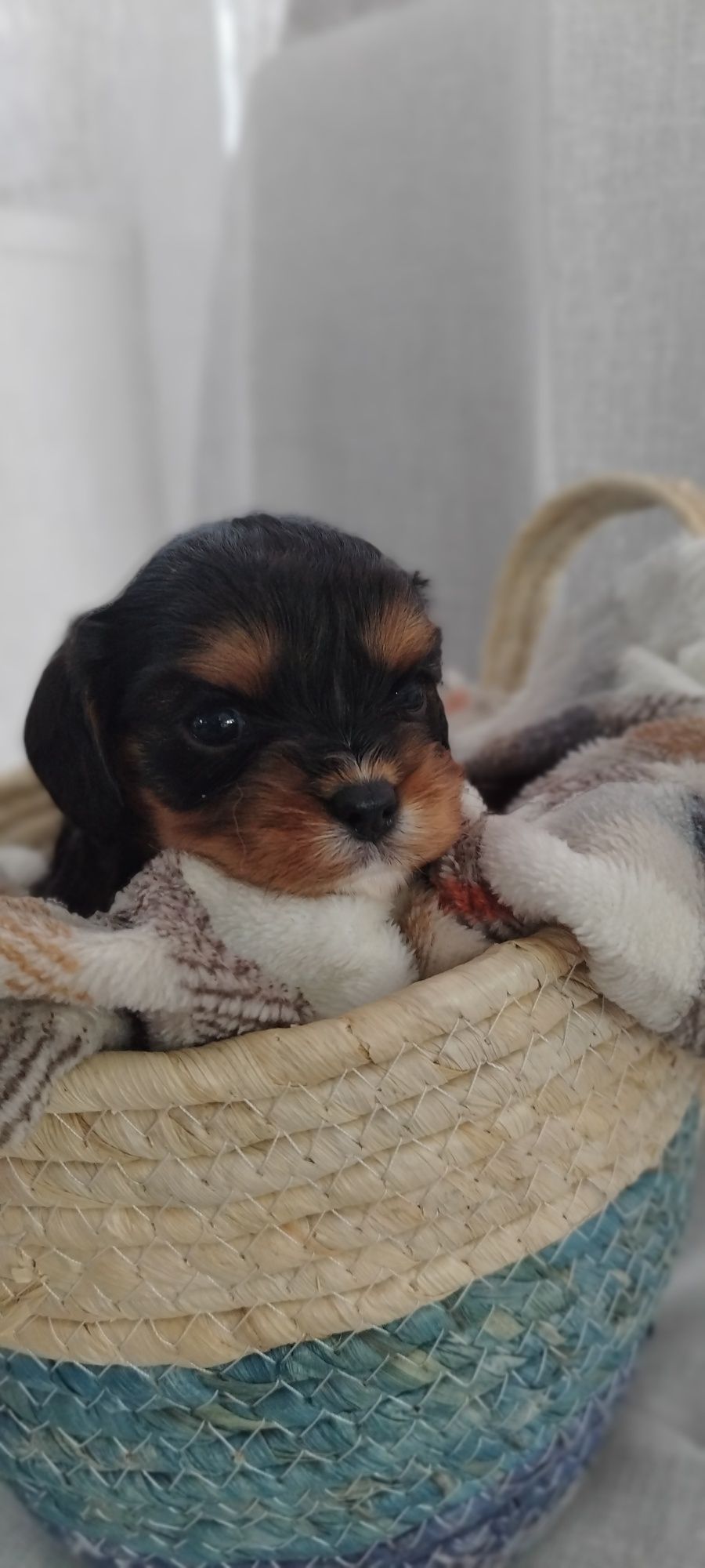 Samiec cavalier king charles spaniel