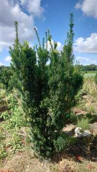Cis hilli hiksi 120-140cm (bonsai sosna szmaragd katalpa Laurowiśnia )