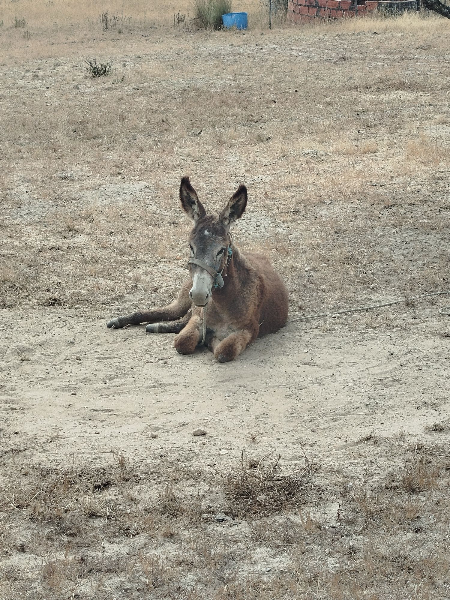 Vendo burro com seis meses