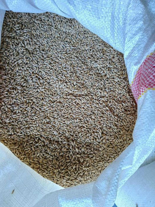 Sprzedam Pszenżyto, Żyto