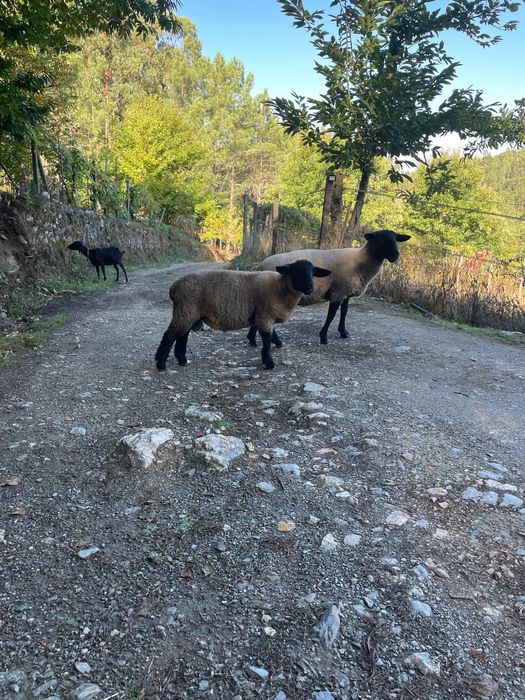 Borrego  suffolk