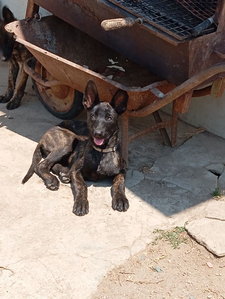 Cachorro muito fofo