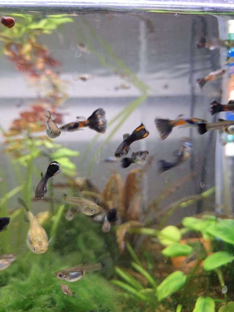 Guppys com cores espectaculares