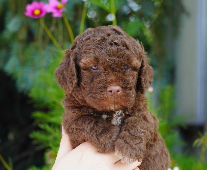 Lagotto Romagnolo FCI ZKwP - brązowy pies szczenię