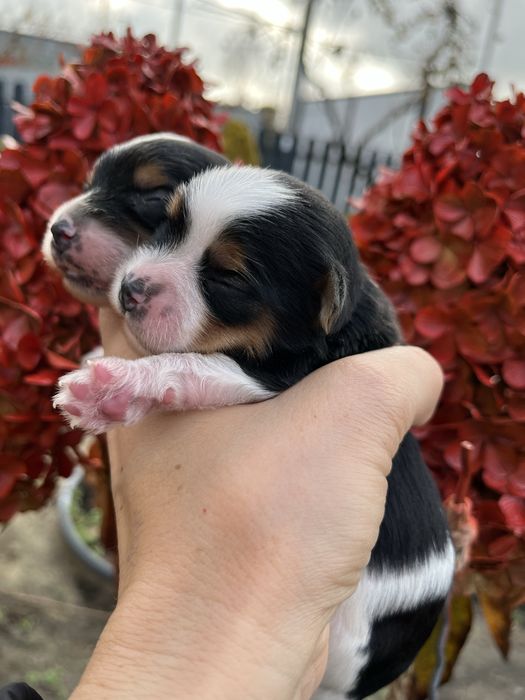 Бівер йорк 5 хлопчиків та 2 дівчинки