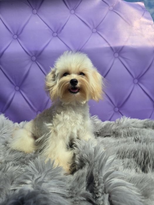 Ніжний кремовий красунчик Мальтіпу Ф1