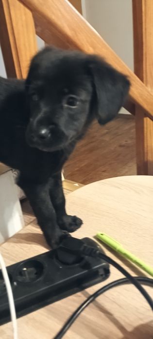 Lena. Dwumiesięczny szczeniak.