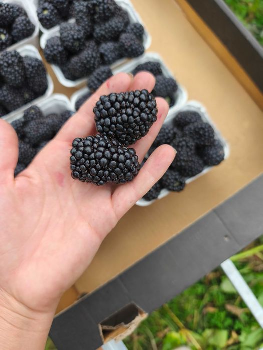 Sadzonki Jeżyn bezkolcowa