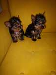 Yorkshire terrier YORK jork  platynowo złoty 8tyg