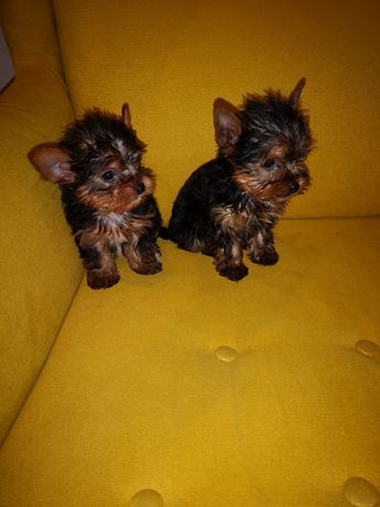 Yorkshire terrier YORK jork  platynowo złoty 8tyg