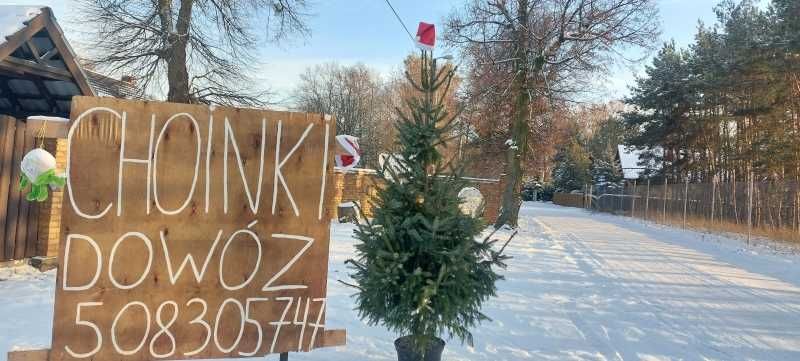 CHOINKI z własnej plantacji!!MEGA-WYBÓR..Dowozimy!!Zapraszamy!!