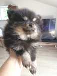 Szpic miniaturowy pomeranian