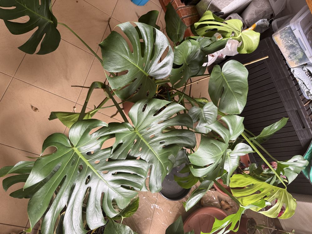 Monstera deliciosa planta