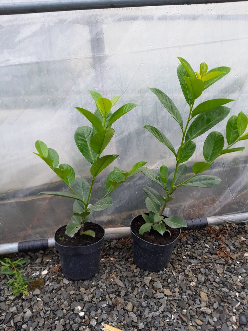 Laurowisnia w doniczce 40-60cm
