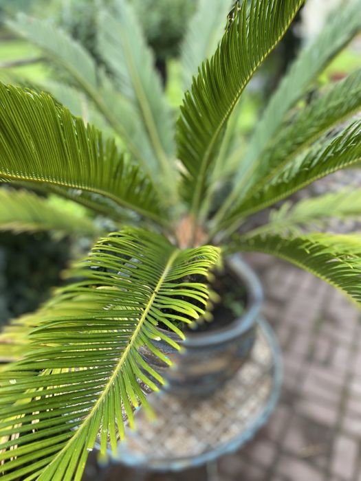 Продам вазон Цикас h70 см, діаметр 1 м