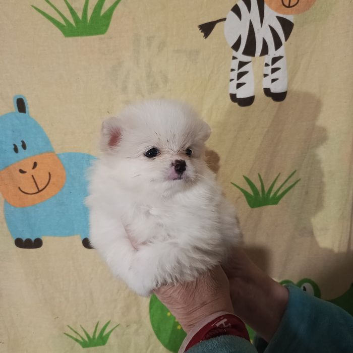 Мальчик крем шпиц