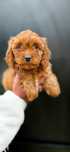 Cavapoo cavalier pudel wyprawką badania rodowód