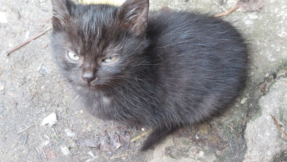 Oddam małe 3 koty i 3 kotki